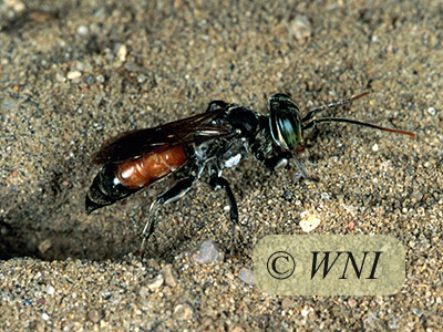 Antenna-waving Wasp (Tachysphex pechumani)